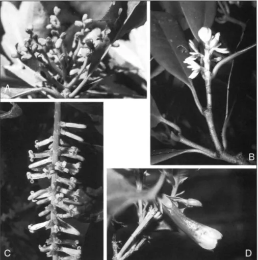 Fig.  5.  Four  families  that  form  a  new  clade  within  Dipsacales,  based  on  rbcL  (Savolainen  et  al.,  2000),  but  exhibit highly diverging  floral  structures  (all  from collections  of the author)