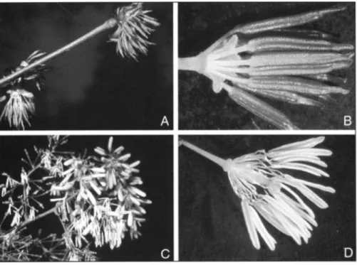 Fig.  6. Two members of Ranunculales with a wind-pollination syndrome. A, B. Euptelea polyandra  (Eupteleaceae)