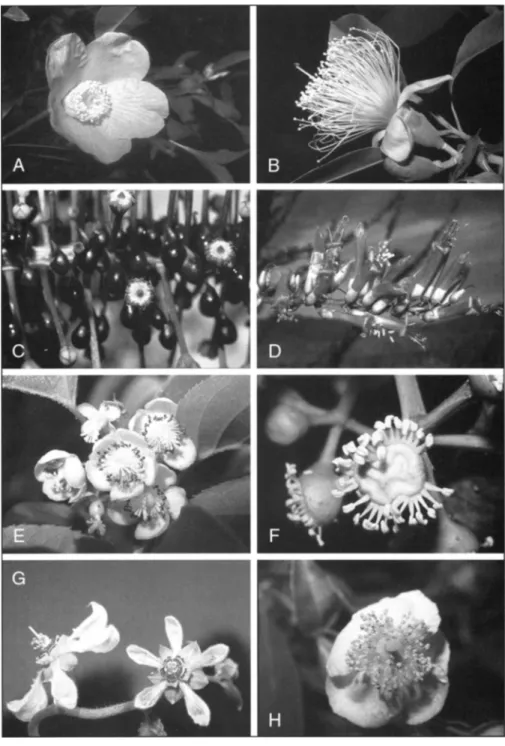 Fig. 7. Asterids with multistaminate  flowers. A.  Camellia sinensis  (Theaceae, Ericales)