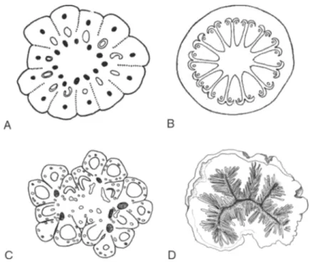 Fig. 8. Asterids with multicarpellate flowers, transverse sections of ovaries. A.  Paracryphia alticola  (Paracryphiaceae, Dipsacales) (from Dickison &amp; Baas, 1977)