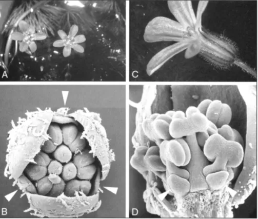 Fig. 9. Retardation of &#34;petals&#34; in floral buds in a representative of basal angiosperms and in one of  core eudicots