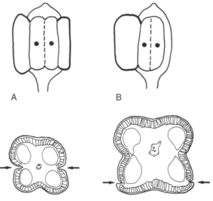 Fig.  3.  Hamamelidaceae,  different  anther  structure.  Upper  figures:  open  anthers from the  side;  each  dot designates  a  pollen  sac