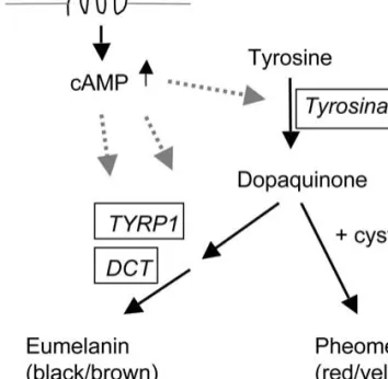Fig. 1. The mouse tyrosinase gene and location of identi- identi-fied mutations. (a) The Tyr gene locus, showing relative size of introns (Ruppert et al