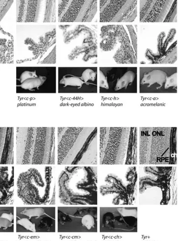 Fig. 3. Phenotype of alleles at the Tyr gene locus. Shown are (top row) sections of the retina of mice mutant at the Tyr locus, (middle row) sections through the uvea and ciliary body, and (bottom row) pictures of the mutant mice (RPE, retinal pigment epit