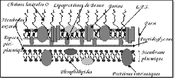 Figure II-3: Schéma de la paroi des bactéries à gram négatif (Benzeggouta, 2005). 