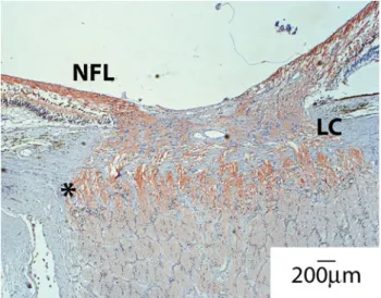 Fig. 4 Distribution of mitochondria around the optic nerve head. A section of human nerve was stained with anti-Cox4 antibodies to assess mitochondrial distribution
