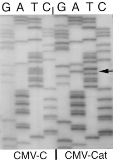 Fig. 2. Characterization of CMV subgroup I strain C and subgroup II strain WL by RT-PCR-RFLP analysis