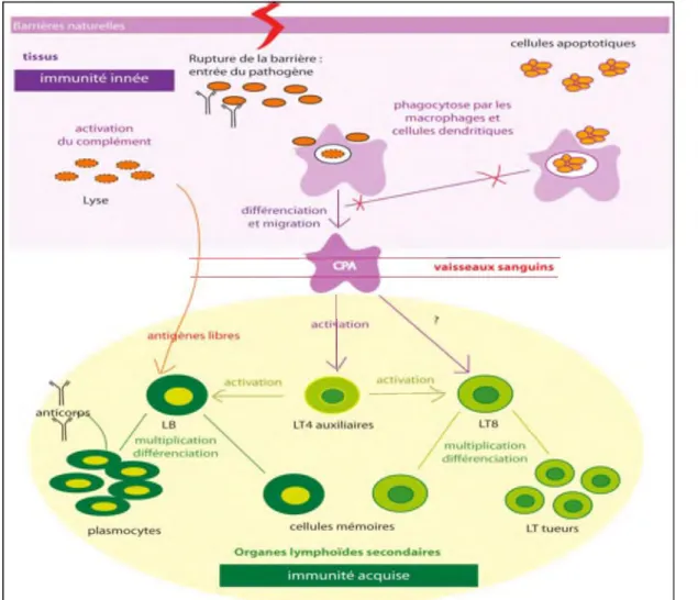 Figure 6:  Vue générale de l’immunité (Garlatti, 2008).