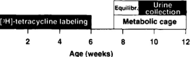 Fig. 1. Schematic representation of the experimental protocol used for monitoring bone resorption in rats with the urinary  ex-cretion of  [ 3 H]-tetracycline.