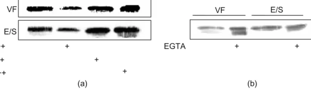 Fig. 3 The proteolytic activities of E/S products and of VF on the eotaxin substrate are Ca ++ dependent