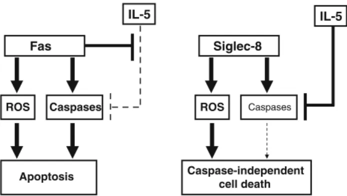 Fig. 1 Different forms of cell death in eosinophils following Fas and Siglec-8 ligation in the presence of IL-5