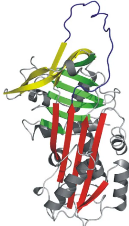 Fig. 12 3-D structure of uncleaved, native human neuroserpin determined by X-ray diffraction (3F5N, 3F02, [180])