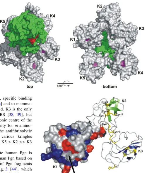 Fig. 4 3-D structure of human Pgn kringles 1 ? 2 ? 3 (K1, K2, K3) termed angiostatin determined by X-ray diffraction (1KI0, [47])