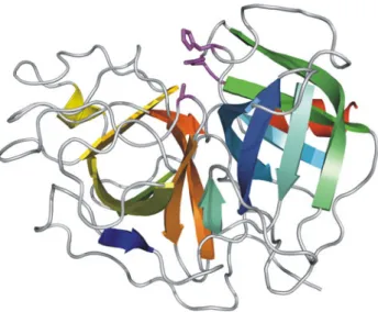 Fig. 5 3-D structure of the catalytic domain of human Pgn determined by X-ray diffraction (1DDJ, [25])