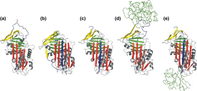 Fig. 9 Various conformational states of serpins [100]. a Native state of human a 1 -antitrypsin (1QLP)