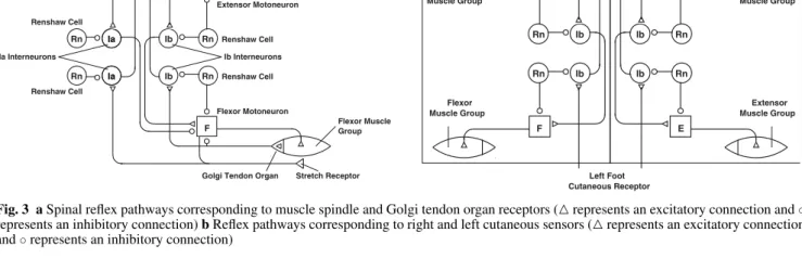 Fig. 3 a Spinal reflex pathways corresponding to muscle spindle and Golgi tendon organ receptors (  represents an excitatory connection and ◦ represents an inhibitory connection) b Reflex pathways corresponding to right and left cutaneous sensors (  repres