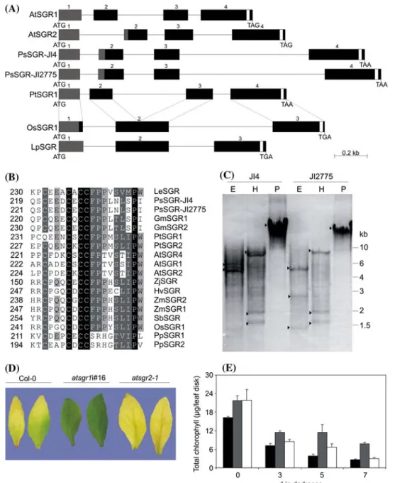 Fig. 4 SGR gene analyses, and analysis of Arabidopsis SGR- SGR-deficient lines. (a) Gene structure of dicotyledons and  monocotyle-dons SGR genes with numbered exons (blocks) and introns (lines).
