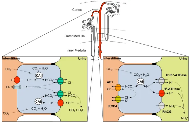 Fig. 1 Two types of intercalated cells. Intercalated cells are expressed from the late distal convoluted tubule to the initial third of the inner medullary collecting duct (red shaded)