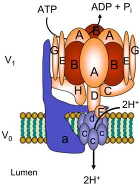 Fig. 2 Model of the structure of vacuolar H + -ATPases. H + -ATPases are multisubunit membrane-bound enzymes consisting of two major subunits, a cytosolic V 1 domain (shaded in orange-red) and the membrane associated V 0 domain (blue colored)