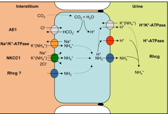 Fig. 3 Ammonium exretion in the collecting duct. Ammonium is excreted into urine by an active, regulated, and at least two-step process