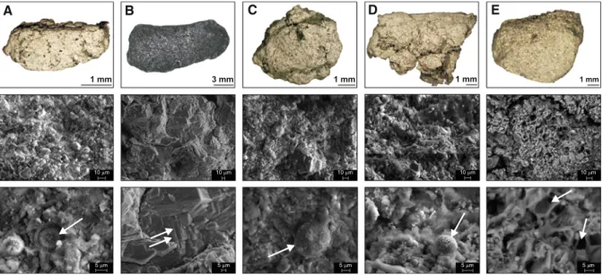 Fig. 4 Images of concretions under increasing magnification using a binocular microscope (first row) reveal scattered dark minerals