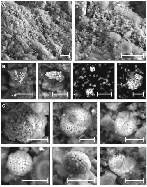 Fig. 5 SEM microphotographs of framboid precursors and framboids. A Disseminated single cubic crystals of iron sulfides (scales = 10 lm)