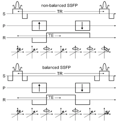 Fig. 2 Evolution of the magnetization within one TR period for a SSFP (refocused FLASH) and a b-SSFP sequence