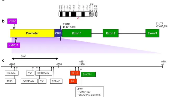 Fig. 1 Alignment of CNV and SNP rs6311 on the HTR2A promoter sequence and their effects on transcription factors