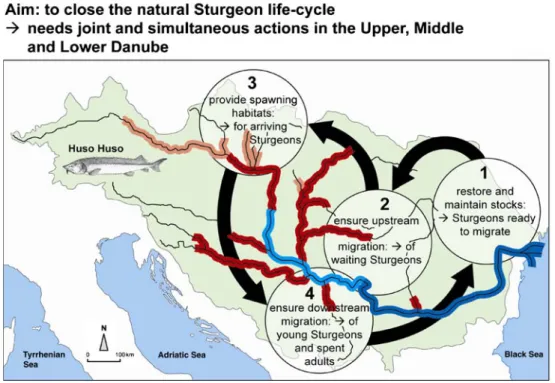 Fig. 3 Strategy and vision of the Sturgeon Action Plan (redrawn from Reinartz 2002). Main actions must be performed in parallel  (simul-taneously) in the Lower, Middle, and Upper Danube, such as to maintain sturgeon populations that can migrate and spawn, 