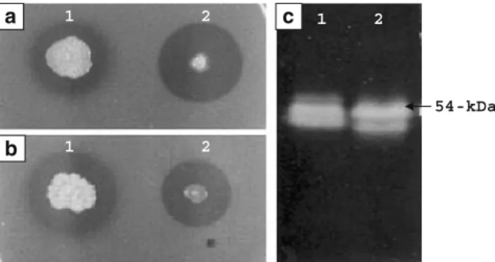 Fig. 1 Chitinolytic ability of Chromobacterium sp. strain C-61 (1) and recombinant E. coli (2) on 1/2 LB plates containing colloidal chitin (a, b) and their chitinolytic proteins after SDS-PAGE (c)