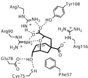 Figure 1. Schematic representation of the BsCM active site, show- show-ing the extensive array of hydrogen bondshow-ing and electrostatic  inter-actions used to bind transition state analog 1 (bold)