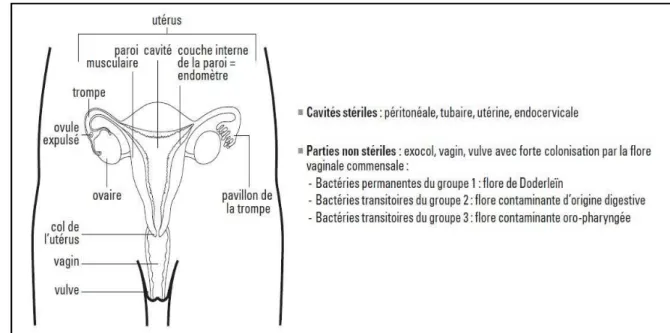 Figure 02 : Caractéristiques anatomo-bactériologiques de l’appareil génital féminin  (Pilly, 2012) 