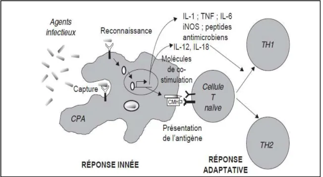 Figure 05: Le rôle des CPA (Imler, 2004)  II.2.Mannose Bending Lectin (MBL) 