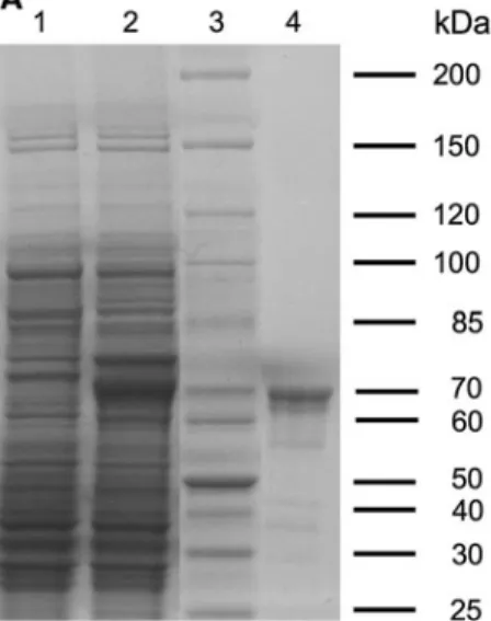 Fig. 1 Overexpression and purification of MBP-PchR 0 PAO . a SDS-PAGE. Lane 1, crude extract from non-induced cells;
