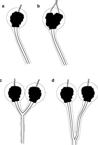 Fig. 1 The morphological stages in the development of two spermathecae from one. Each chitinized spermathecae (black) is surrounded by a largely glandular layer and has a muscle attached to a projection into the lumen of the spermatheca