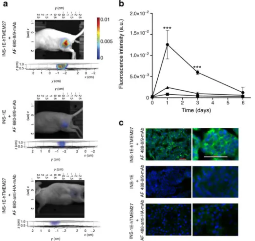 Fig. 2 8/9-mAb targets hTMEM27 in vivo using near-infrared fre- fre-quency FMT. (a) FMT of a beta cell subcutaneous tumour in a nude mouse, 3 days after AF 680 – 8/9-mAb injection