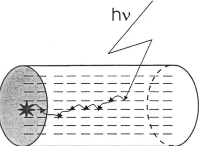 Figure 2.  An artificial antenna  system. Light is  collected absorbed  by  the dye  molecules indicated as bars