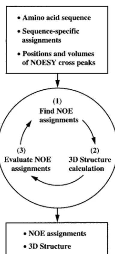 Figure 1 illustrates the main steps of the procedure. The input required for NOAH/DIANA includes the amino acid sequence, a list of the chemical shifts obtained from the sequence-specific resonance assignment, and one or several NOESY peak lists containing