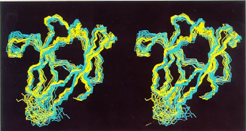 Fig. 5. Stereoview of a superposition for minimal rmsd of 10 conformers obtained with manual NOESY assignment (yellow) with 10 conformers calculated by NOAH/DIANA (cyan) using a peak list that was manually picked without consideration of other peak lists o
