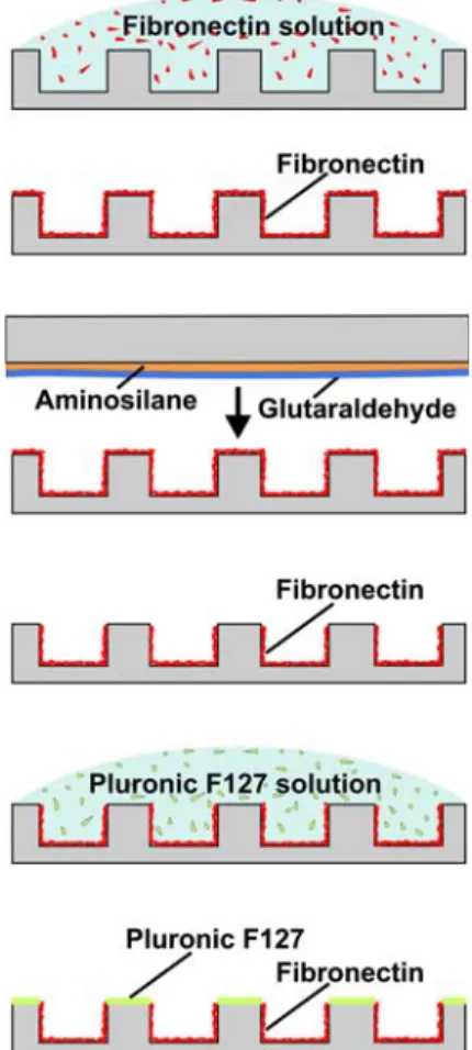 Fig. 1 Microwell functionalization schematic. The fibronectin (red) is removed from the chip surface by subtractive l-CP with a glutaraldehyde (blue) coated stamp and the surface is subsequently passivated with Pluronic F127 (green)