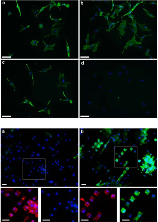 Fig. 3 Stem cell plasticity.