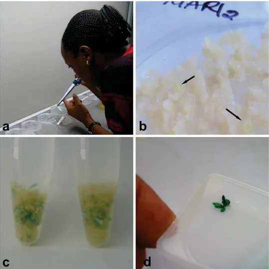 Fig. 2 Agrobacterium inoculation of FEC from cultivar TMS60444 (a), regenerating embryos (indicated by arrows) on hygromycin selection media (b), GUS assay using TMS60444 FEC (c) and regenerating embryo