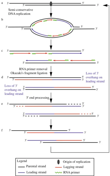 Fig. 1 The DNA end replication problem. DNA replication starts at replication origins (a, gray oval)