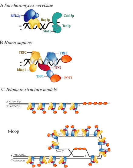 Fig. 3 Telomere proteins and structures. Only a subset of the proteins is depicted