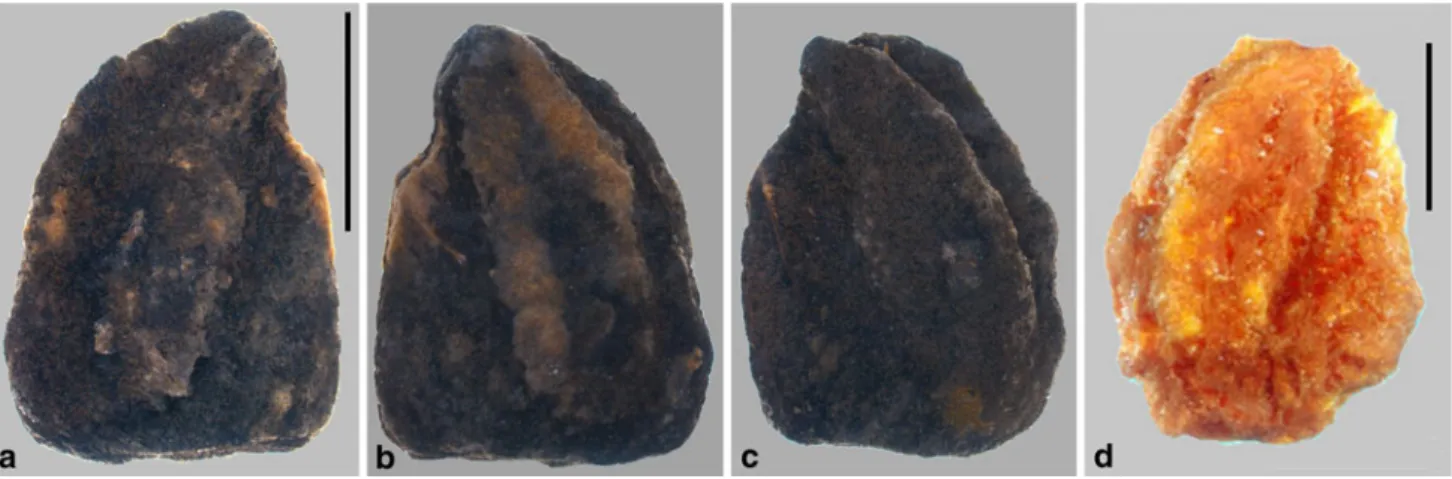 Fig. 3 Waterlogged Roman Mespilus germanica seed from Eschenz (2nd century A . D .); a, b opposite lateral sides of the same seed; c a second specimen, lateral view; d modern Mespilus seed with characteristic orange to red colour; scale bar = 5 mm; photos 