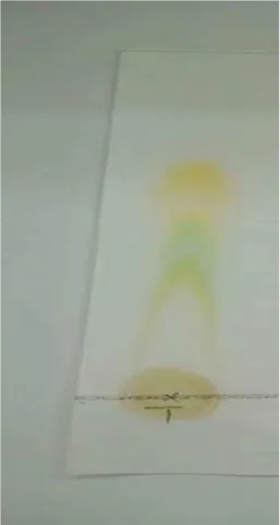 Figure 5 :Migration et séparation de chlorophylle(Témoin) 