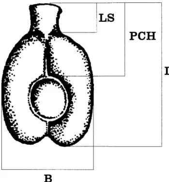 Fig.  1.  Sketch  of  a  grape  pip  showing  position  of measure-  ments  (after  Kislev  1988,  Mangafa  and  Kotsakis  1996)