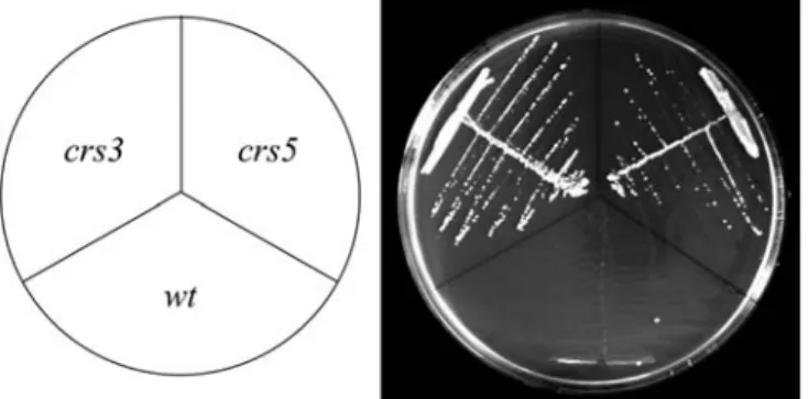 Fig. 7 Growth of spores on YEA (Niederberger et al. 1998) from eight tetrads resulting from the diploid h )  ade6-M210ura4-D18/h + ade6-M216ura4-D18 ufd1::ura4