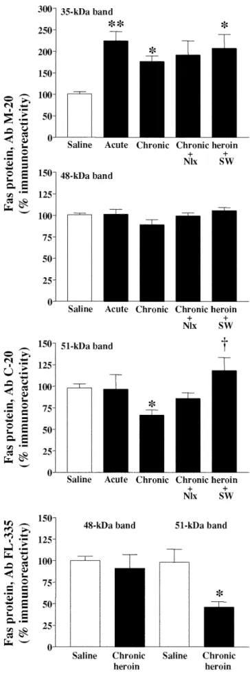 Fig. 4 Effects of acute and chronic treatments with heroin and of opiate withdrawal after the chronic treatment on the  immunodensi-ties of Fas-related proteins in the rat brain (cerebral cortex)