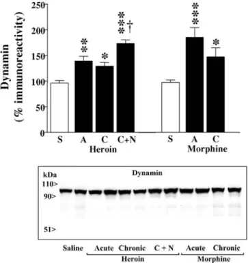 Fig. 8 Effects of acute and chronic treatments with heroin or mor- mor-phine and of heroin withdrawal after the chronic treatment on the immunodensity of dynamin in the rat brain (cerebral cortex).